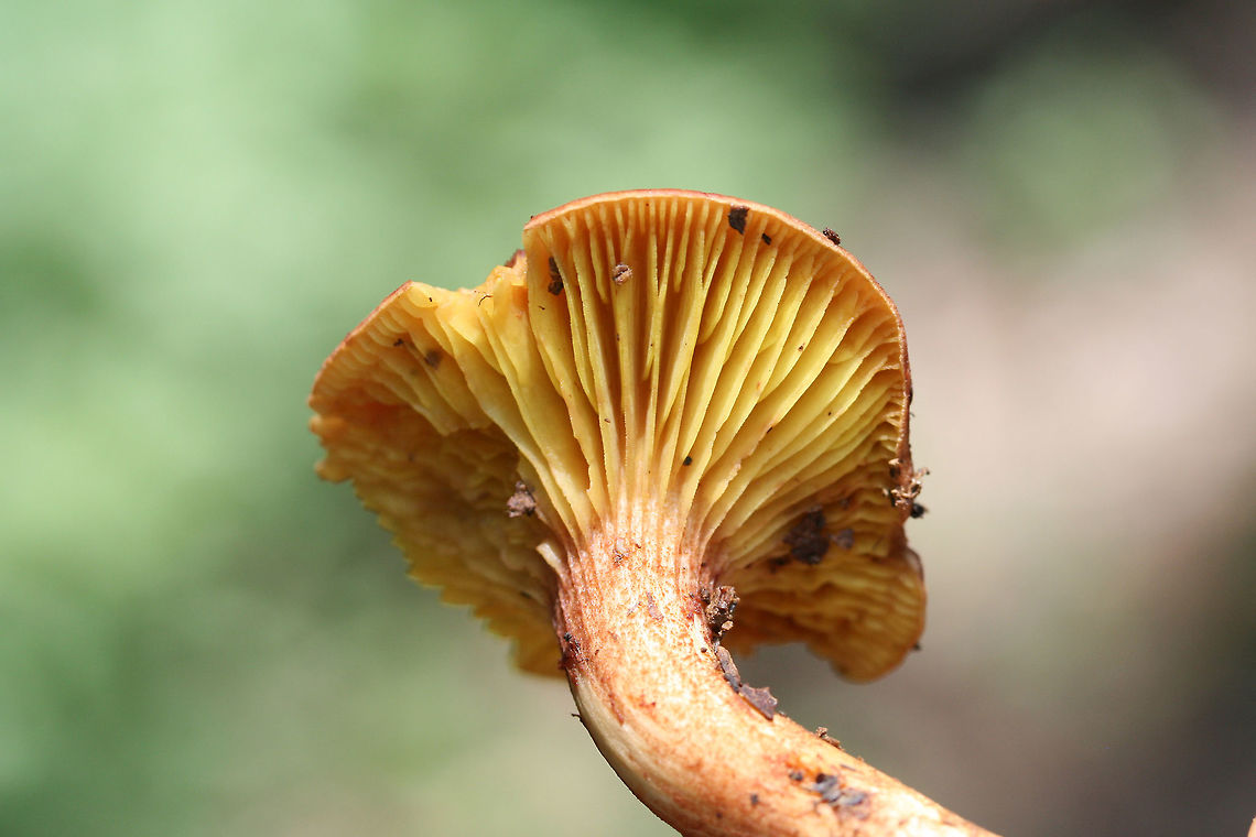 Golden Gilled Bolete (Phylloporus rhodoxanthus) Growing under hardwoods in a dense mixed forest. Basal mycelium yellow<br />
 Geotagged,Gilled bolete,Phylloporus rhodoxanthus,Summer,United States