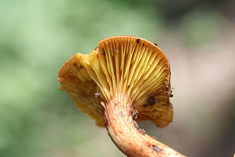 Golden Gilled Bolete (Phylloporus rhodoxanthus) Growing under hardwoods in a dense mixed forest. Basal mycelium yellow
 Geotagged,Gilled bolete,Phylloporus rhodoxanthus,Summer,United States