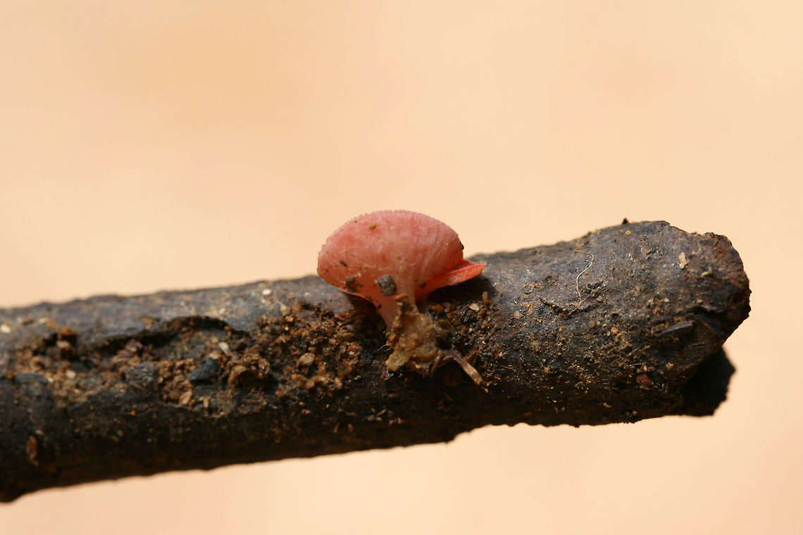 Sarcoscypha occidentalis Tiny cup-shaped fungi growing on a hardwood branch in a dense mixed forest.<br />
<figure class="photo"><a href="https://www.jungledragon.com/image/74561/sarcoscypha_occidentalis.html" title="Sarcoscypha occidentalis"><img src="https://s3.amazonaws.com/media.jungledragon.com/images/3231/74561_thumb.jpg?AWSAccessKeyId=05GMT0V3GWVNE7GGM1R2&Expires=1769040010&Signature=jI5NppTHiDZDYf9MXGIzfCsdduE%3D" width="200" height="134" alt="Sarcoscypha occidentalis Tiny cup-shaped fungi growing on a hardwood branch in a dense mixed forest.<br />
https://www.jungledragon.com/image/74559/sarcoscypha_occidentalis.html<br />
https://www.jungledragon.com/image/74560/sarcoscypha_occidentalis.html Geotagged,Sarcoscypha occidentalis,Stalked scarlet cup,Summer,United States" /></a></figure><br />
<figure class="photo"><a href="https://www.jungledragon.com/image/74560/sarcoscypha_occidentalis.html" title="Sarcoscypha occidentalis"><img src="https://s3.amazonaws.com/media.jungledragon.com/images/3231/74560_thumb.jpg?AWSAccessKeyId=05GMT0V3GWVNE7GGM1R2&Expires=1769040010&Signature=20TQzrYu442%2BHQF7ztzOAz15z6c%3D" width="200" height="134" alt="Sarcoscypha occidentalis Tiny cup-shaped fungi growing on a hardwood branch in a dense mixed forest.<br />
https://www.jungledragon.com/image/74561/sarcoscypha_occidentalis.html<br />
https://www.jungledragon.com/image/74559/sarcoscypha_occidentalis.html<br />
 Geotagged,Sarcoscypha occidentalis,Stalked scarlet cup,Summer,United States" /></a></figure> Geotagged,Sarcoscypha occidentalis,Stalked scarlet cup,Summer,United States