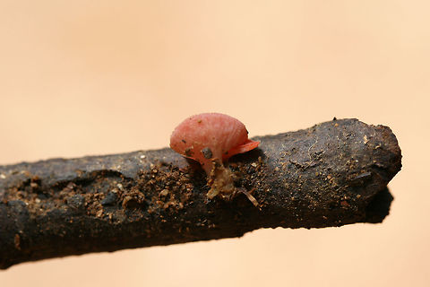 Sarcoscypha occidentalis Tiny cup-shaped fungi growing on a hardwood branch in a dense mixed forest.
https://www.jungledragon.com/image/74561/sarcoscypha_occidentalis.html
https://www.jungledragon.com/image/74560/sarcoscypha_occidentalis.html Geotagged,Sarcoscypha occidentalis,Stalked scarlet cup,Summer,United States
