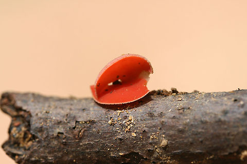 Sarcoscypha occidentalis Tiny cup-shaped fungi growing on a hardwood branch in a dense mixed forest.
https://www.jungledragon.com/image/74561/sarcoscypha_occidentalis.html
https://www.jungledragon.com/image/74559/sarcoscypha_occidentalis.html
 Geotagged,Sarcoscypha occidentalis,Stalked scarlet cup,Summer,United States