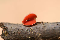 Sarcoscypha occidentalis Tiny cup-shaped fungi growing on a hardwood branch in a dense mixed forest.<br />
https://www.jungledragon.com/image/74561/sarcoscypha_occidentalis.html<br />
https://www.jungledragon.com/image/74559/sarcoscypha_occidentalis.html<br />
 Geotagged,Sarcoscypha occidentalis,Stalked scarlet cup,Summer,United States