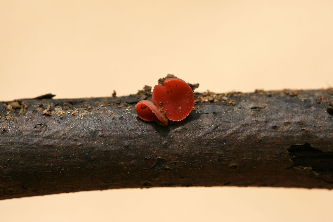 Sarcoscypha occidentalis Tiny cup-shaped fungi growing on a hardwood branch in a dense mixed forest.<br />
<figure class="photo"><a href="https://www.jungledragon.com/image/74559/sarcoscypha_occidentalis.html" title="Sarcoscypha occidentalis"><img src="https://s3.amazonaws.com/media.jungledragon.com/images/3231/74559_thumb.jpg?AWSAccessKeyId=05GMT0V3GWVNE7GGM1R2&Expires=1769040010&Signature=ah9vT2Cnwm6kOoGa9uwN%2FqNDcII%3D" width="200" height="134" alt="Sarcoscypha occidentalis Tiny cup-shaped fungi growing on a hardwood branch in a dense mixed forest.<br />
https://www.jungledragon.com/image/74561/sarcoscypha_occidentalis.html<br />
https://www.jungledragon.com/image/74560/sarcoscypha_occidentalis.html Geotagged,Sarcoscypha occidentalis,Stalked scarlet cup,Summer,United States" /></a></figure><br />
<figure class="photo"><a href="https://www.jungledragon.com/image/74560/sarcoscypha_occidentalis.html" title="Sarcoscypha occidentalis"><img src="https://s3.amazonaws.com/media.jungledragon.com/images/3231/74560_thumb.jpg?AWSAccessKeyId=05GMT0V3GWVNE7GGM1R2&Expires=1769040010&Signature=20TQzrYu442%2BHQF7ztzOAz15z6c%3D" width="200" height="134" alt="Sarcoscypha occidentalis Tiny cup-shaped fungi growing on a hardwood branch in a dense mixed forest.<br />
https://www.jungledragon.com/image/74561/sarcoscypha_occidentalis.html<br />
https://www.jungledragon.com/image/74559/sarcoscypha_occidentalis.html<br />
 Geotagged,Sarcoscypha occidentalis,Stalked scarlet cup,Summer,United States" /></a></figure> Geotagged,Sarcoscypha occidentalis,Stalked scarlet cup,Summer,United States