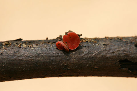 Sarcoscypha occidentalis Tiny cup-shaped fungi growing on a hardwood branch in a dense mixed forest.
https://www.jungledragon.com/image/74559/sarcoscypha_occidentalis.html
https://www.jungledragon.com/image/74560/sarcoscypha_occidentalis.html Geotagged,Sarcoscypha occidentalis,Stalked scarlet cup,Summer,United States