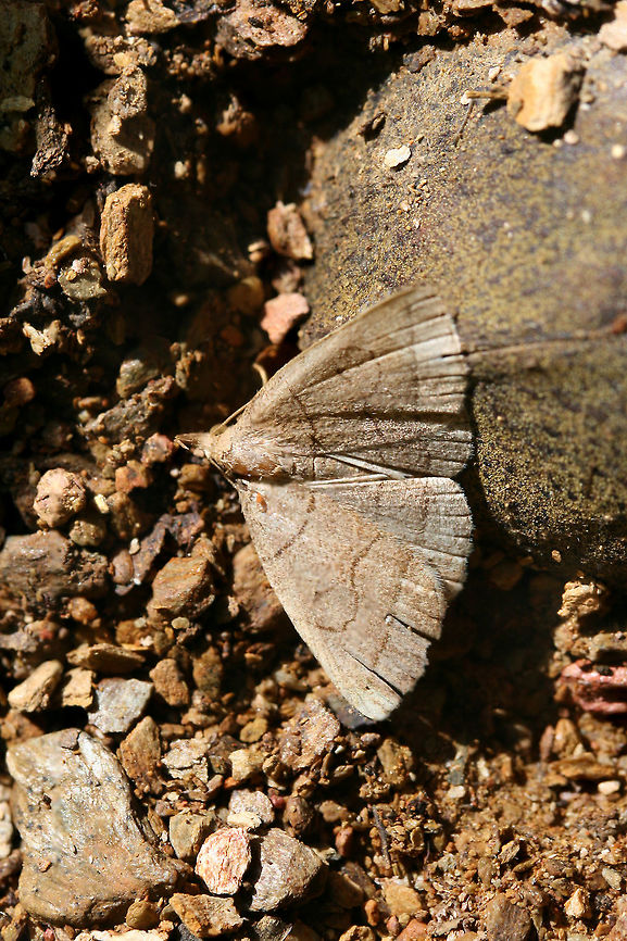 Early Fan-Foot (Zanclognatha cruralis) In a disturbed area at a dense mixed forest edge. Early Fan-Foot,Geotagged,Summer,United States,Zanclognatha cruralis