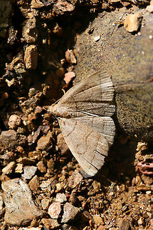Early Fan-Foot (Zanclognatha cruralis) In a disturbed area at a dense mixed forest edge. Early Fan-Foot,Geotagged,Summer,United States,Zanclognatha cruralis