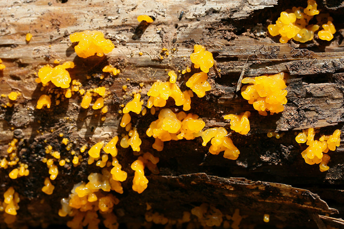 Orange Jelly Spot (Dacrymyces chrysospermus) Growing on decorticated, rotting pine at the edge of a dense mixed forest.<br />
<figure class="photo"><a href="https://www.jungledragon.com/image/74576/orange_jelly_spot_dacrymyces_chrysospermus.html" title="Orange Jelly Spot (Dacrymyces chrysospermus)"><img src="https://s3.amazonaws.com/media.jungledragon.com/images/3231/74576_thumb.jpg?AWSAccessKeyId=05GMT0V3GWVNE7GGM1R2&Expires=1767225610&Signature=8N%2Fev7dKvvL7HdpHE6rvv1LXC%2FY%3D" width="200" height="134" alt="Orange Jelly Spot (Dacrymyces chrysospermus) Growing on decorticated, rotting pine at the edge of a dense mixed forest.<br />
https://www.jungledragon.com/image/74575/orange_jelly_spot_dacrymyces_chrysospermus.html Dacrymyces,Dacrymyces chrysospermus,Dacrymycetales,Geotagged,Summer,United States,fungi,fungus,jelly fungus,mushroom,mushrooms,orange,orange jelly spot,yellow" /></a></figure> Dacrymyces,Dacrymyces chrysospermus,Dacrymycetales,Geotagged,Summer,United States,fungi,fungus,jelly fungus,mushroom,mushrooms,orange,orange jelly spot,yellow
