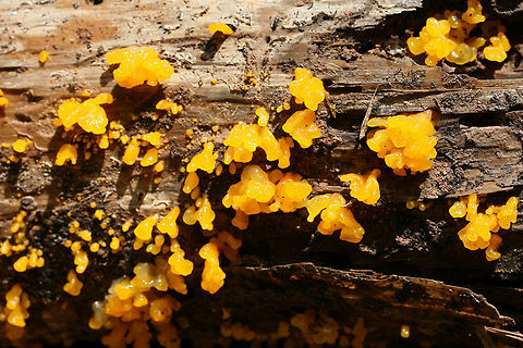 Orange Jelly Spot (Dacrymyces chrysospermus) Growing on decorticated, rotting pine at the edge of a dense mixed forest.
https://www.jungledragon.com/image/74576/orange_jelly_spot_dacrymyces_chrysospermus.html Dacrymyces,Dacrymyces chrysospermus,Dacrymycetales,Geotagged,Summer,United States,fungi,fungus,jelly fungus,mushroom,mushrooms,orange,orange jelly spot,yellow