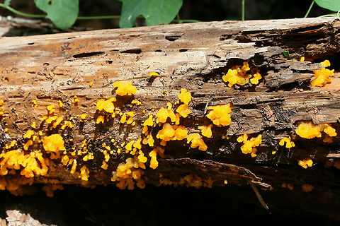 Orange Jelly Spot (Dacrymyces chrysospermus) Growing on decorticated, rotting pine at the edge of a dense mixed forest.
https://www.jungledragon.com/image/74575/orange_jelly_spot_dacrymyces_chrysospermus.html Dacrymyces,Dacrymyces chrysospermus,Dacrymycetales,Geotagged,Summer,United States,fungi,fungus,jelly fungus,mushroom,mushrooms,orange,orange jelly spot,yellow