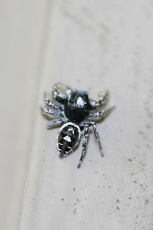 Putnam's Jumping Spider (Phidippus putnami) At porch lights near an overgrown backyard habitat.
https://www.jungledragon.com/image/74578/putnams_jumping_spider_phidippus_putnami.html Geotagged,Phidippus putnami,Summer,United States
