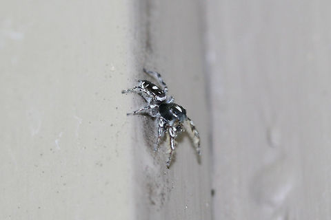 Putnam's Jumping Spider (Phidippus putnami) At porch lights near an overgrown backyard habitat.
https://www.jungledragon.com/image/74577/putnams_jumping_spider_phidippus_putnami.html Geotagged,Phidippus putnami,Summer,United States