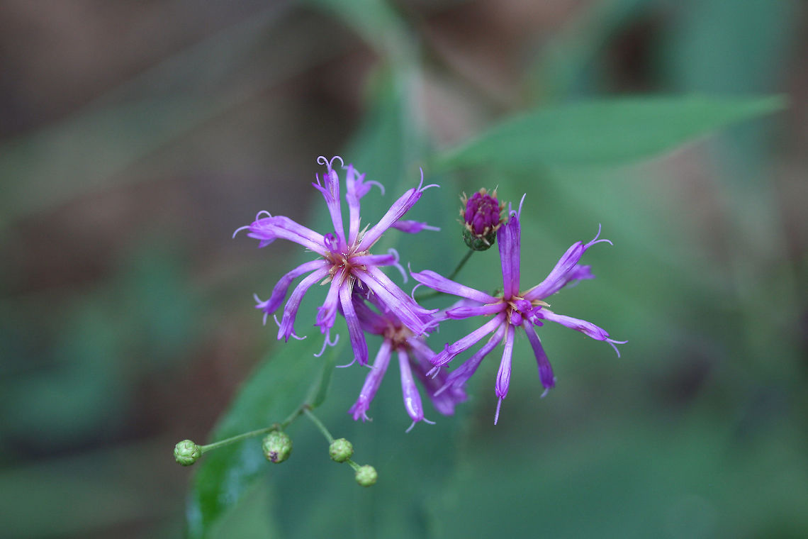 Ironweed (Vernonia sp.) Growing at the edge of a dense mixed forest.<br />
<br />
I&#039;m pretty sure this one had glabrous stems with scabrous undersides of leaves, so maybe V. flaccidifolia? Geotagged,Summer,United States