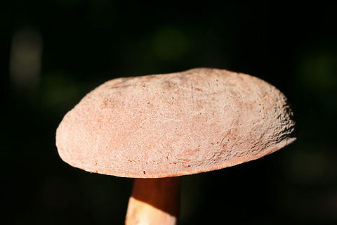 Lactifluus corrugis Growing in a dense mixed forest.
https://www.jungledragon.com/image/74582/lactifluus_hygrophoroides.html Corrugated-cap milky,Geotagged,Lactifluus corrugis,Lactifluus hygrophoroides,Summer,United States