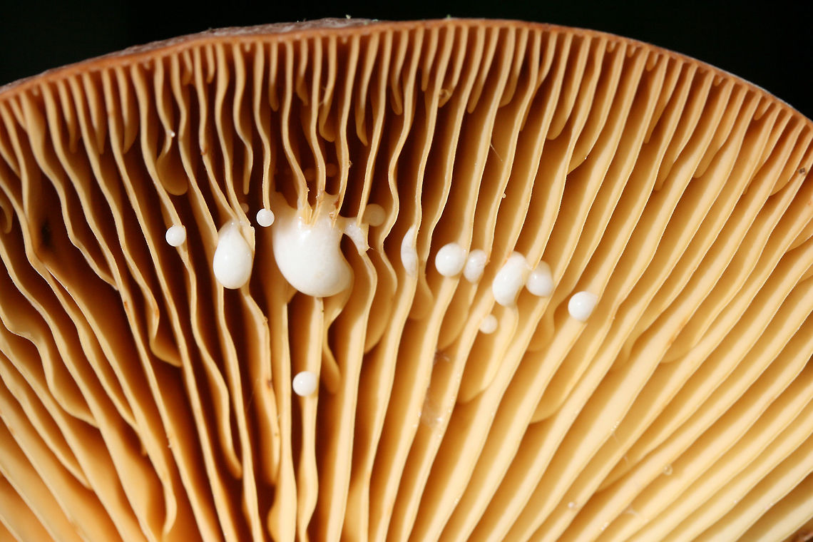 Lactifluus corrugis Growing in a dense mixed forest.<br />
<figure class="photo"><a href="https://www.jungledragon.com/image/74581/lactifluus_corrugis.html" title="Lactifluus corrugis"><img src="https://s3.amazonaws.com/media.jungledragon.com/images/3231/74581_thumb.jpg?AWSAccessKeyId=05GMT0V3GWVNE7GGM1R2&Expires=1767225610&Signature=xPhzD5pTBbYuR91W4T62CDb0edc%3D" width="200" height="134" alt="Lactifluus corrugis Growing in a dense mixed forest.<br />
https://www.jungledragon.com/image/74582/lactifluus_hygrophoroides.html Corrugated-cap milky,Geotagged,Lactifluus corrugis,Lactifluus hygrophoroides,Summer,United States" /></a></figure> Corrugated-cap milky,Geotagged,Lactifluus corrugis,Lactifluus hygrophoroides,Summer,United States