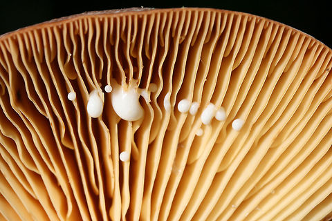 Lactifluus corrugis Growing in a dense mixed forest.
https://www.jungledragon.com/image/74581/lactifluus_hygrophoroides.html Corrugated-cap milky,Geotagged,Lactifluus corrugis,Lactifluus hygrophoroides,Summer,United States