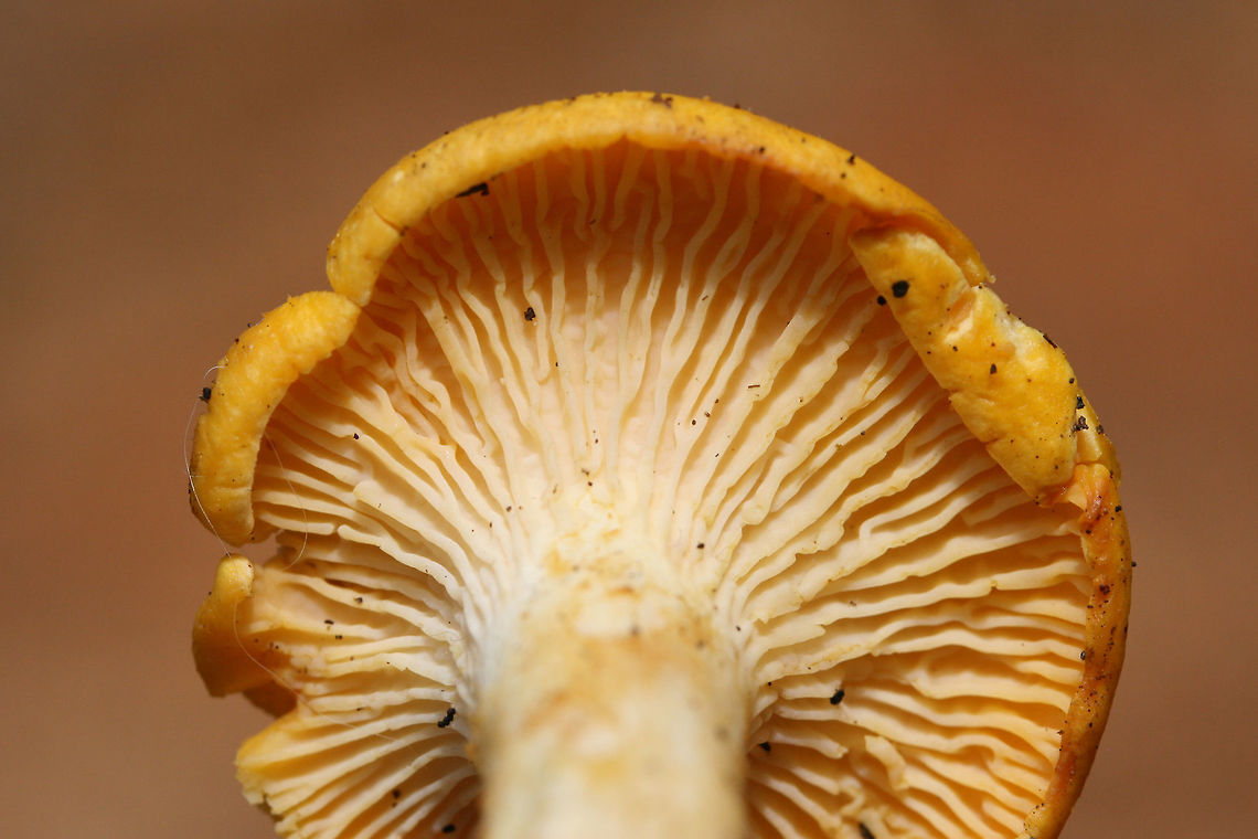 Golden Chanterelle (Cantharellus sp.) Growing in a dense mixed forest (under hardwoods). Stipe is solid.<br />
<figure class="photo"><a href="https://www.jungledragon.com/image/74584/golden_chanterelle_cantharellus_sp.html" title="Golden Chanterelle (Cantharellus sp.)"><img src="https://s3.amazonaws.com/media.jungledragon.com/images/3231/74584_thumb.jpg?AWSAccessKeyId=05GMT0V3GWVNE7GGM1R2&Expires=1761782410&Signature=VfqEVavtg8tjC7ozb9tV8konKNI%3D" width="200" height="200" alt="Golden Chanterelle (Cantharellus sp.) Growing in a dense mixed forest (under hardwoods). Stipe is solid.<br />
https://www.jungledragon.com/image/74583/golden_chanterelle_cantharellus_sp.html Cantharellus,Geotagged,Mushrooms,Summer,United States,chanterelle,fungi,fungus,golden chanterele,mushroom" /></a></figure> Cantharellus,Geotagged,Mushrooms,Summer,United States,chanterelle,fungi,fungus,golden chanterele,mushroom