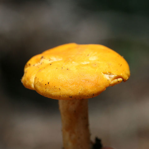 Golden Chanterelle (Cantharellus sp.) Growing in a dense mixed forest (under hardwoods). Stipe is solid.
https://www.jungledragon.com/image/74583/golden_chanterelle_cantharellus_sp.html Cantharellus,Geotagged,Mushrooms,Summer,United States,chanterelle,fungi,fungus,golden chanterele,mushroom