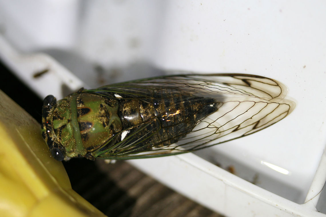 Eastern Scissors Grinder Cicada (Neotibicen winnemanna) Attracted to a UV light setup near an overgrown backyard habitat.<br />
<br />
Calls:<br />
<section class="video"><iframe width="448" height="282" src="https://www.youtube-nocookie.com/embed/ue9av0gLZ8U?hd=1&autoplay=0&rel=0" frameborder="0" allowfullscreen></iframe></section> Eastern Scissor Grinder Cicada,Geotagged,Neotibicen winnemanna,Summer,United States