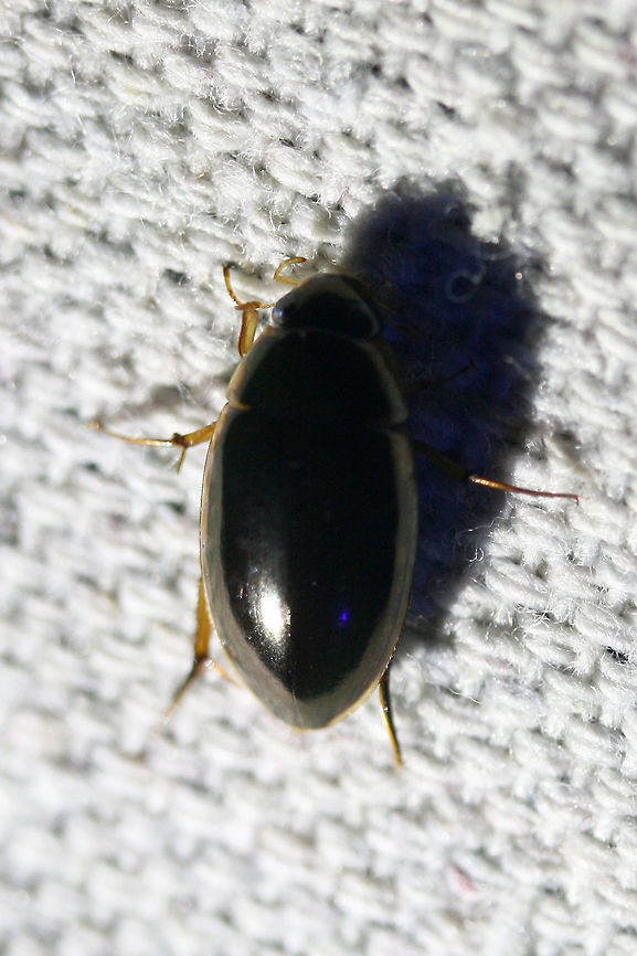 Tropisternus lateralis At a UV light setup near an overgrown backyard habitat.<br />
 Geotagged,Summer,Tropisternus lateralis,United States