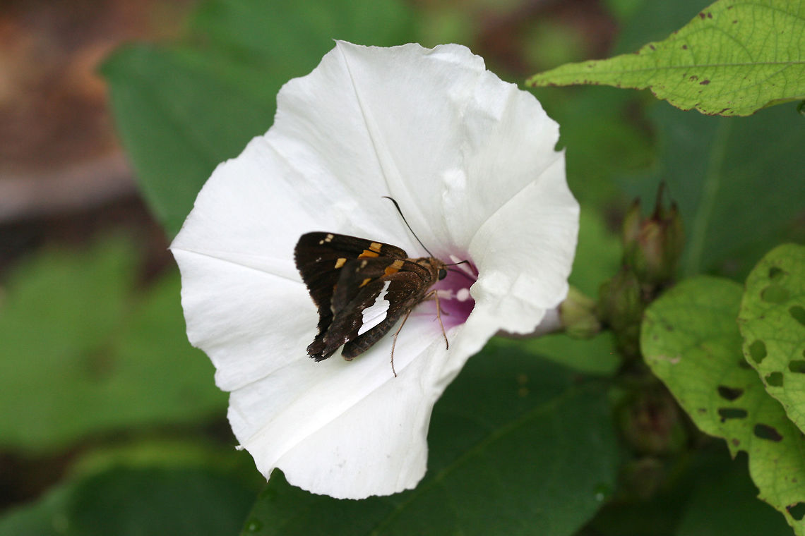 Silver-spotted Skipper (Epargyreus clarus) Nectaring on Ipomoea pandurata at the edge of a dense mixed forest.<br />
 Epargyreus clarus,Geotagged,Silver-spotted Skipper,Summer,United States