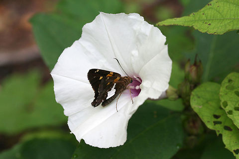 Silver-spotted Skipper (Epargyreus clarus) Nectaring on Ipomoea pandurata at the edge of a dense mixed forest.
 Epargyreus clarus,Geotagged,Silver-spotted Skipper,Summer,United States