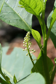 American Pokeweed (Phytolacca americana) At a disturbed forest edge.
 American Pokeweed,Geotagged,Phytolacca americana,Summer,United States