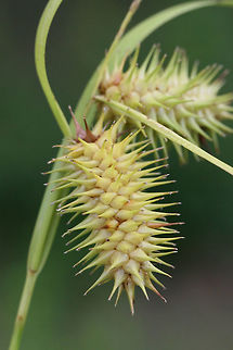 Sallow Sedge (Carex lurida) Growing near a wetland habitat.
https://www.jungledragon.com/image/74591/sallow_sedge_carex_lurida.html Carex lurida,Geotagged,Sallow Sedge,Summer,United States,carex,grass,grasses,marsh,poales,sedge,wetland,wetlands
