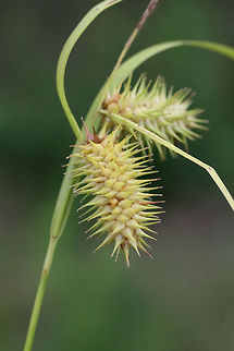 Sallow Sedge (Carex lurida) Growing near a wetland habitat.
https://www.jungledragon.com/image/74589/sallow_sedge_carex_lurida.html
 Carex lurida,Geotagged,Sallow Sedge,Summer,United States,carex,grass,grasses,marsh,poales,sedge,wetland,wetlands