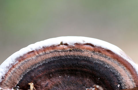 Nigroporus vinosus Growing on hardwood at a forest edge.
https://www.jungledragon.com/image/74604/nigroporus_vinosus.html
 Geotagged,Nigroporus vinosus,Summer,United States