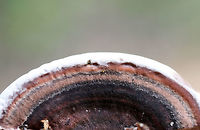 Nigroporus vinosus Growing on hardwood at a forest edge.<br />
https://www.jungledragon.com/image/74604/nigroporus_vinosus.html<br />
 Geotagged,Nigroporus vinosus,Summer,United States