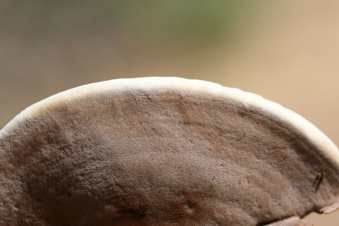Nigroporus vinosus Growing on hardwood at a forest edge<br />
<figure class="photo"><a href="https://www.jungledragon.com/image/74603/nigroporus_vinosus.html" title="Nigroporus vinosus"><img src="https://s3.amazonaws.com/media.jungledragon.com/images/3231/74603_thumb.jpg?AWSAccessKeyId=05GMT0V3GWVNE7GGM1R2&Expires=1767225610&Signature=Q5Eq57Vh4uhS4pQyUusBLSRMiAc%3D" width="200" height="132" alt="Nigroporus vinosus Growing on hardwood at a forest edge.<br />
https://www.jungledragon.com/image/74604/nigroporus_vinosus.html<br />
 Geotagged,Nigroporus vinosus,Summer,United States" /></a></figure> Geotagged,Nigroporus vinosus,Summer,United States