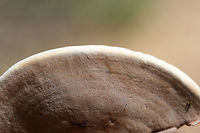 Nigroporus vinosus Growing on hardwood at a forest edge<br />
https://www.jungledragon.com/image/74603/nigroporus_vinosus.html Geotagged,Nigroporus vinosus,Summer,United States