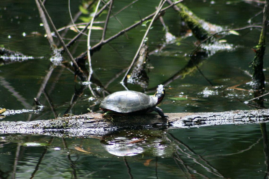 Eastern Painted Turtle (Chrysemys picta picta) In a wetland habitat.<br />
 Chrysemys picta,Geotagged,Painted Turtle,Reptilia,Summer,United States,marsh,picta,reptile,turtle,wetland,wetlands