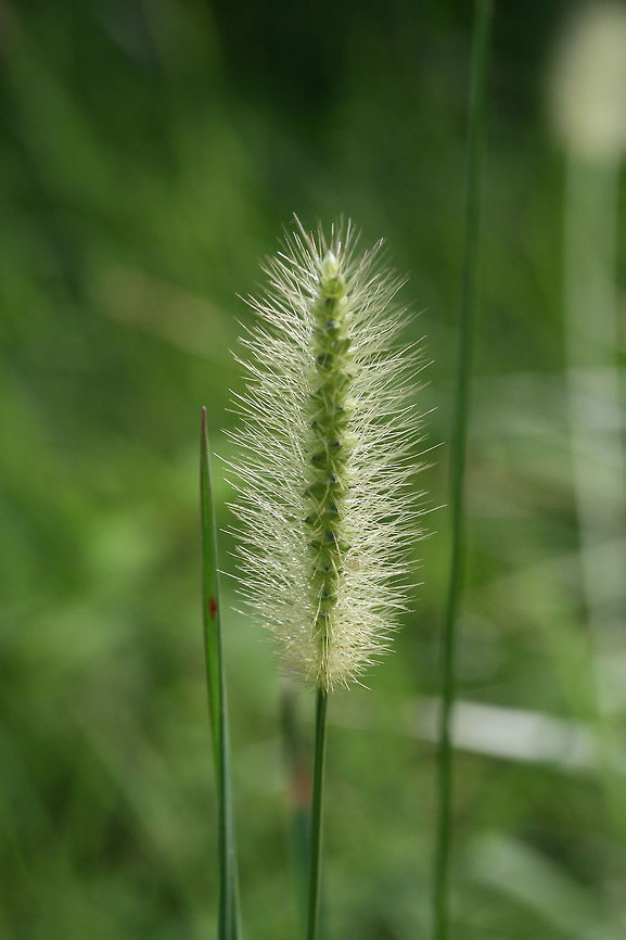 Marsh Bristlegrass (Setaria parviflora) At the edge of a wetland habitat.<br />
 Bristlegrass,Geotagged,Marsh Bristlegrass,Setaria,Setaria parviflora,Summer,United States,grass,grasses,marsh,wetland,wetlands