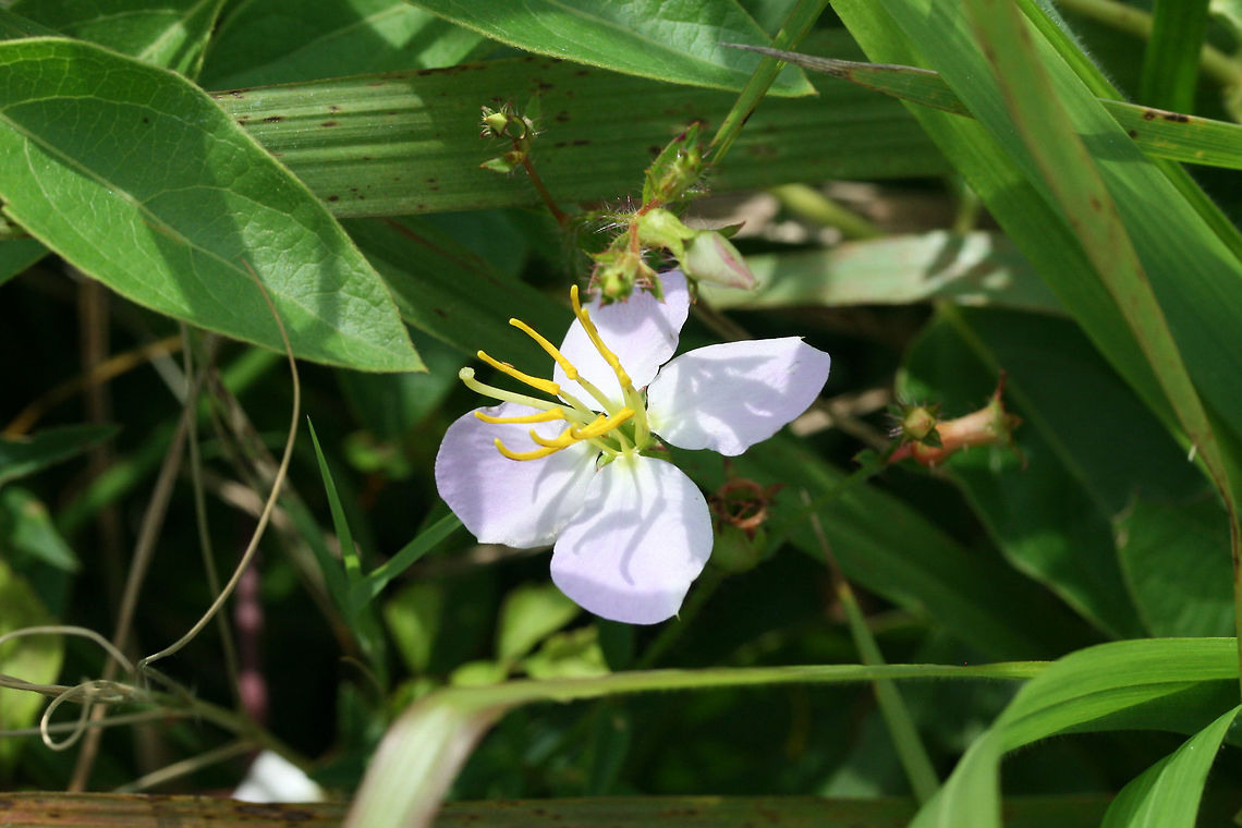 Maryland Meadowbeauty (Rhexia mariana) Near a wetland edge.<br />
 Geotagged,Maryland meadowbeauty,Rhexia mariana,Summer,United States,marsh,wetland,wetlands