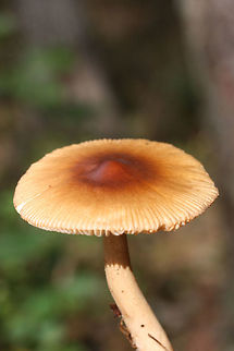 Amanita amerifulva group Growing in a dense mixed forest.
https://www.jungledragon.com/image/74615/amanita_amerifulva_group.html
https://www.jungledragon.com/image/74614/amanita_amerifulva_group.html Amanita amerifulva,American Orange-Brown Ringless Amanita,Fall,Geotagged,United States