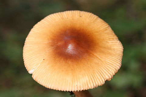 Amanita amerifulva group Growing in a dense mixed forest.
https://www.jungledragon.com/image/74615/amanita_amerifulva_group.html
https://www.jungledragon.com/image/74613/amanita_amerifulva_group.html Amanita amerifulva,American Orange-Brown Ringless Amanita,Fall,Geotagged,United States