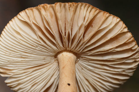 Amanita amerifulva group Growing in a dense mixed forest.
https://www.jungledragon.com/image/74613/amanita_amerifulva_group.html
https://www.jungledragon.com/image/74614/amanita_amerifulva_group.html Amanita amerifulva,American Orange-Brown Ringless Amanita,Fall,Geotagged,United States