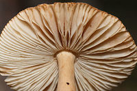 Amanita amerifulva group Growing in a dense mixed forest.<br />
https://www.jungledragon.com/image/74613/amanita_amerifulva_group.html<br />
https://www.jungledragon.com/image/74614/amanita_amerifulva_group.html Amanita amerifulva,American Orange-Brown Ringless Amanita,Fall,Geotagged,United States