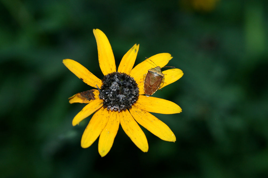 Banasa calva On wildflowers at the edge of a dense mixed hardwood/coniferous forest.<br />
<figure class="photo"><a href="https://www.jungledragon.com/image/66515/banasa_calva.html" title="Banasa calva?"><img src="https://s3.amazonaws.com/media.jungledragon.com/images/3231/66515_thumb.jpg?AWSAccessKeyId=05GMT0V3GWVNE7GGM1R2&Expires=1767225610&Signature=r1hDg1OaCt5m%2BC%2FONevEu8gxLqA%3D" width="102" height="152" alt="Banasa calva? On wildflowers at the edge of a dense mixed hardwood/coniferous forest.<br />
https://www.jungledragon.com/image/74616/banasa_calva.html Banasa calva,Geotagged,Summer,United States" /></a></figure> Banasa calva,Geotagged,Summer,United States