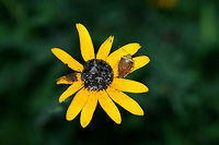 Banasa calva On wildflowers at the edge of a dense mixed hardwood/coniferous forest.<br />
https://www.jungledragon.com/image/66515/banasa_calva.html Banasa calva,Geotagged,Summer,United States