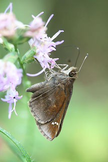 Clouded Skipper (Lerema accius) At the edge of a dense mixed forest. Clouded skipper,Fall,Geotagged,Lerema accius,United States