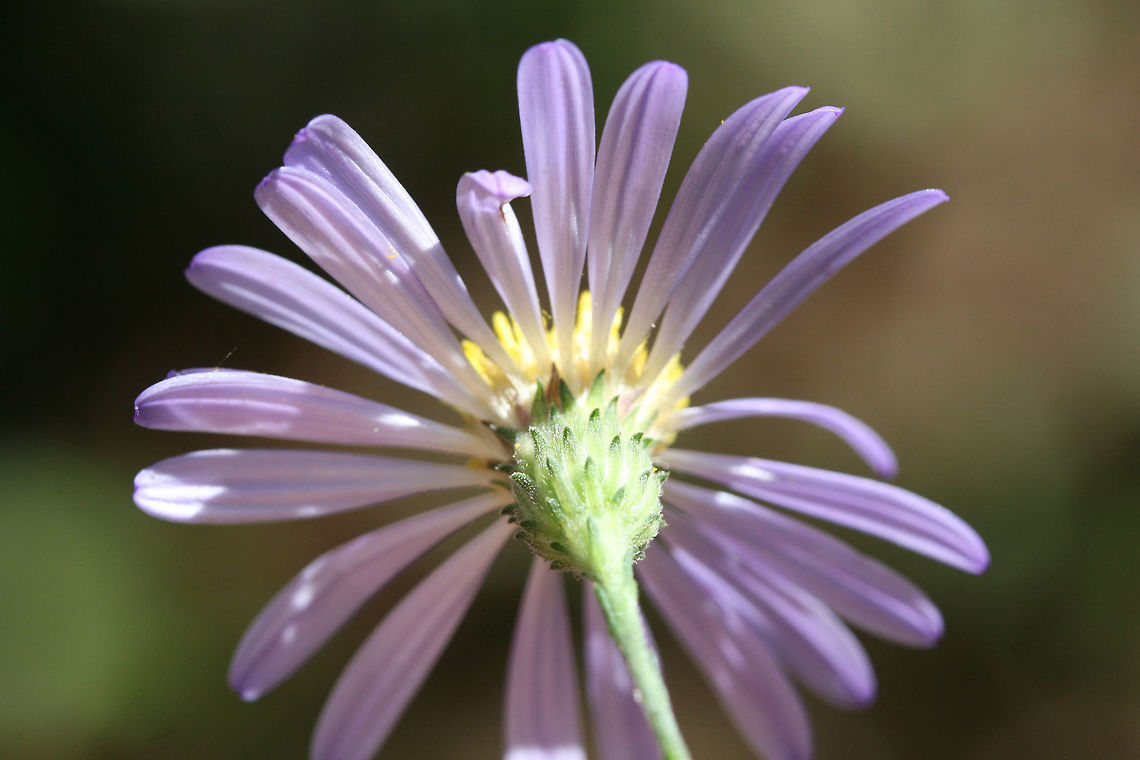 Symphyotrichum sp. At a woodland edge.<br />
<br />
<figure class="photo"><a href="https://www.jungledragon.com/image/74624/symphyotrichum_sp.html" title="Symphyotrichum sp."><img src="https://s3.amazonaws.com/media.jungledragon.com/images/3231/74624_thumb.jpg?AWSAccessKeyId=05GMT0V3GWVNE7GGM1R2&Expires=1761782410&Signature=UgeXZJY3H5wYDuA8MlMF4JGKTNY%3D" width="200" height="134" alt="Symphyotrichum sp. At a woodland edge.<br />
https://www.jungledragon.com/image/74623/symphyotrichum_sp.html Fall,Geotagged,United States" /></a></figure> Fall,Geotagged,United States