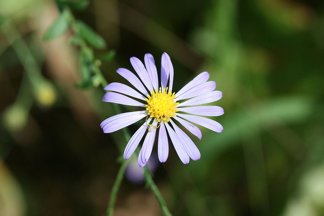 Symphyotrichum sp. At a woodland edge.<br />
<figure class="photo"><a href="https://www.jungledragon.com/image/74623/symphyotrichum_sp.html" title="Symphyotrichum sp."><img src="https://s3.amazonaws.com/media.jungledragon.com/images/3231/74623_thumb.jpg?AWSAccessKeyId=05GMT0V3GWVNE7GGM1R2&Expires=1761782410&Signature=Qxg3acP%2BdMMHua8ch%2F2biyQ%2FWI8%3D" width="200" height="134" alt="Symphyotrichum sp. At a woodland edge.<br />
<br />
https://www.jungledragon.com/image/74624/symphyotrichum_sp.html Fall,Geotagged,United States" /></a></figure> Fall,Geotagged,United States