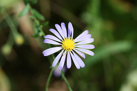 Symphyotrichum sp. At a woodland edge.
https://www.jungledragon.com/image/74623/symphyotrichum_sp.html Fall,Geotagged,United States