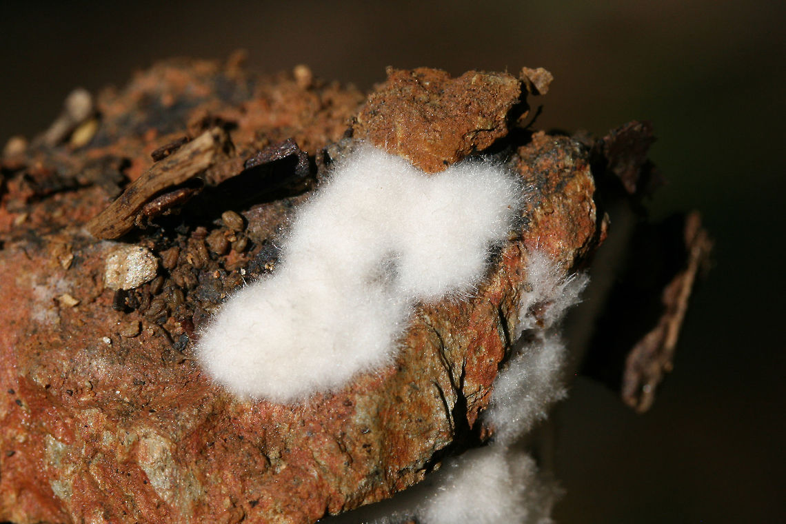 Pezizaceae - Mitotic Spore Mat on Rock Fungal mitotic spore mat growing on rocks at the edge of a dense mixed forest.<br />
<figure class="photo"><a href="https://www.jungledragon.com/image/74637/pezizaceae_-_mitotic_spore_mat_on_rock.html" title="Pezizaceae - Mitotic Spore Mat on Rock"><img src="https://s3.amazonaws.com/media.jungledragon.com/images/3231/74637_thumb.jpg?AWSAccessKeyId=05GMT0V3GWVNE7GGM1R2&Expires=1761782410&Signature=br8%2FiXZBNdsBenLG71L5LJuS41s%3D" width="200" height="134" alt="Pezizaceae - Mitotic Spore Mat on Rock Fungal mitotic spore mat growing on rocks at the edge of a dense mixed forest.<br />
https://www.jungledragon.com/image/74638/mystery_slime_mold_on_rock.html Geotagged,Summer,United States" /></a></figure> Geotagged,Summer,United States