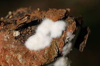 Pezizaceae - Mitotic Spore Mat on Rock Fungal mitotic spore mat growing on rocks at the edge of a dense mixed forest.<br />
https://www.jungledragon.com/image/74637/mystery_slime_mold_on_rock.html Geotagged,Summer,United States