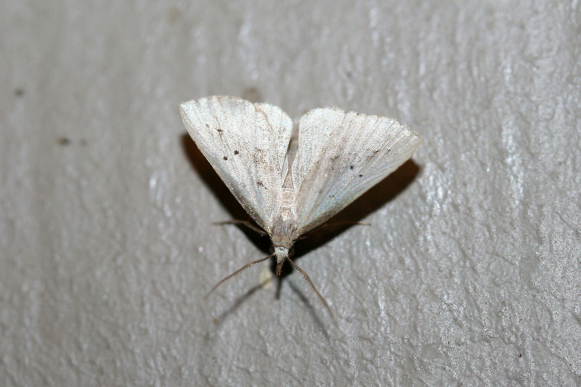 Louisiana Snout Moth (Macrochilo louisiana) At porch lights near an overgrown backyard habitat. Geotagged,Louisiana Snout Moth,Macrochilo louisiana,Summer,United States