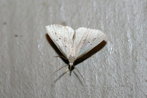 Louisiana Snout Moth