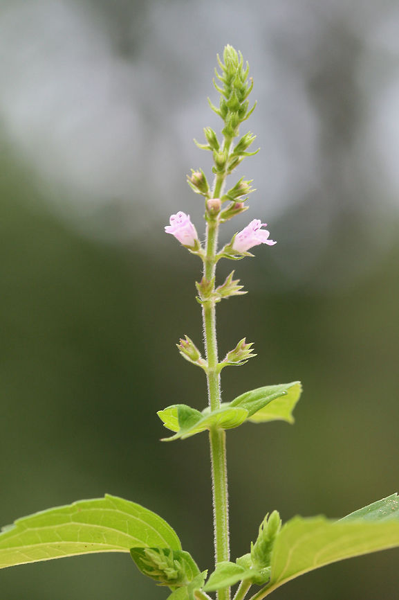 Miniature Beefsteak-Plant (Mosla dianthera)? ID tentative. Growing at the disturbed edge of a dense mixed forest.<br />
<figure class="photo"><a href="https://www.jungledragon.com/image/74699/miniature_beefsteak-plant_mosla_dianthera.html" title="Miniature Beefsteak-Plant (Mosla dianthera)?"><img src="https://s3.amazonaws.com/media.jungledragon.com/images/3231/74699_thumb.jpg?AWSAccessKeyId=05GMT0V3GWVNE7GGM1R2&Expires=1763596810&Signature=4ucZS9yYLVwxRVKrUTJY%2BX%2FJVKQ%3D" width="200" height="134" alt="Miniature Beefsteak-Plant (Mosla dianthera)? ID tentative. Growing at the disturbed edge of a dense mixed forest.<br />
https://www.jungledragon.com/image/74698/american_pennyroyal_hedeoma_pulegiodes.html American pennyroyal,Geotagged,Hedeoma pulegioides,Miniature Beefsteak-Plant,Mosla dianthera,Summer,United States" /></a></figure> American pennyroyal,Geotagged,Hedeoma pulegioides,Miniature Beefsteak-Plant,Mosla dianthera,Summer,United States